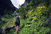 Blumen entlang des Huettenwegs